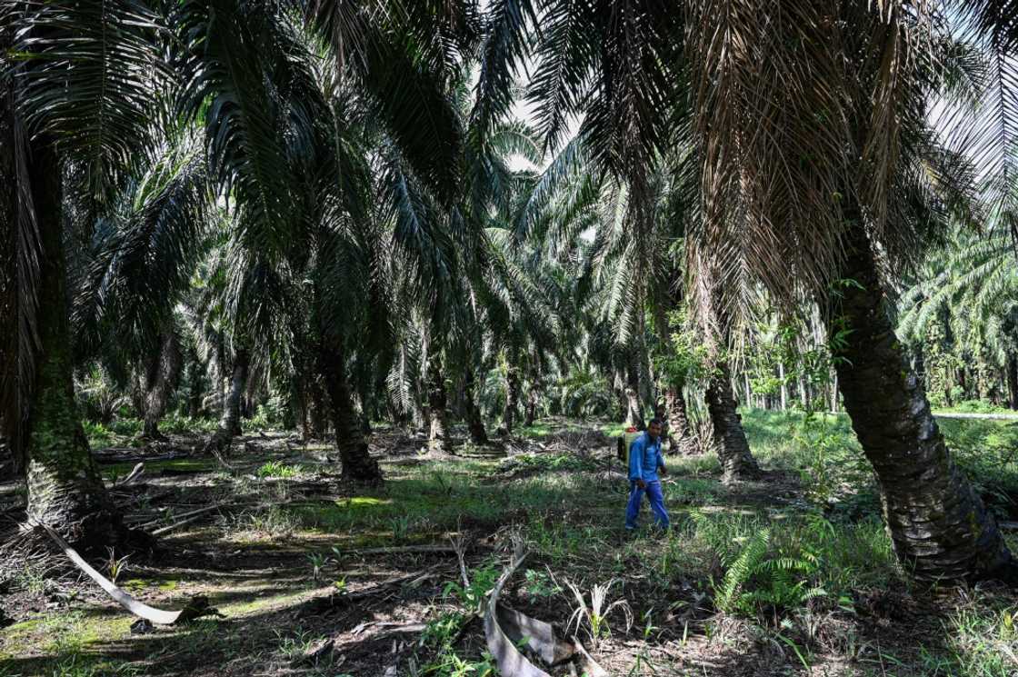 Producers from Malaysia's palm oil industry welcome delay to EU anti-deforestation rules