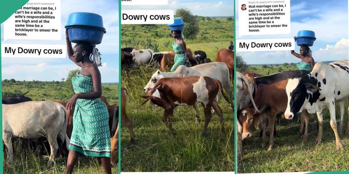 Lady shows off her bride price cows.