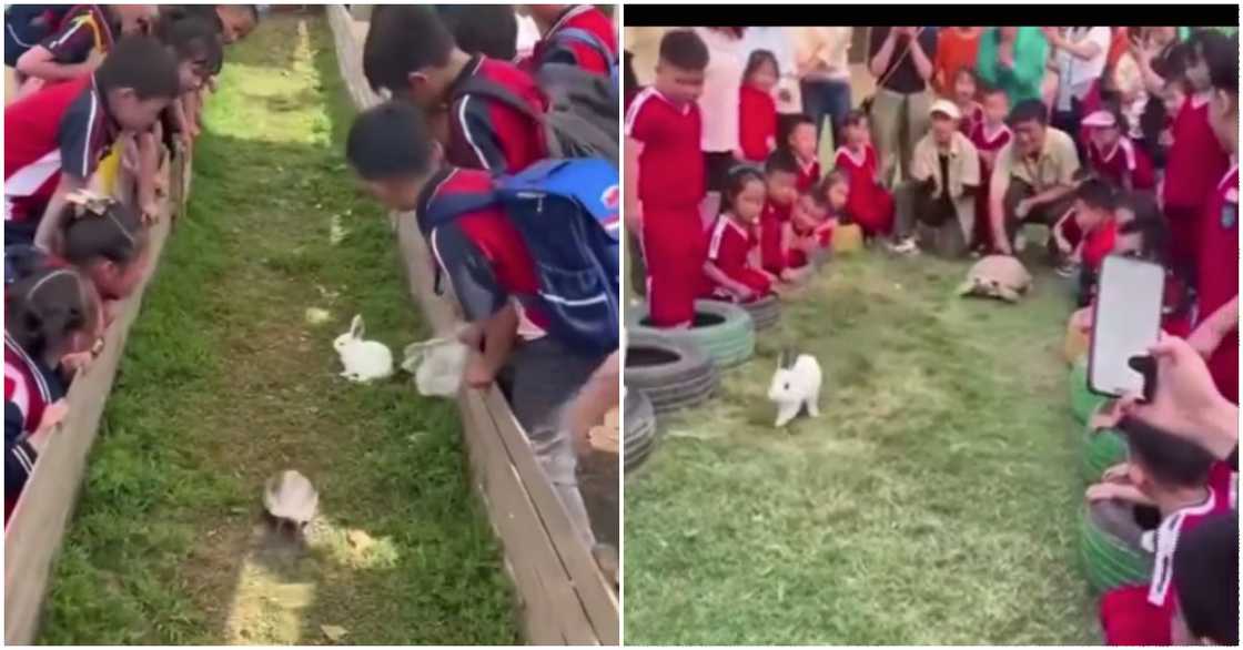 Photos from rabbit vs turtle race Photos from rabbit vs turtle race