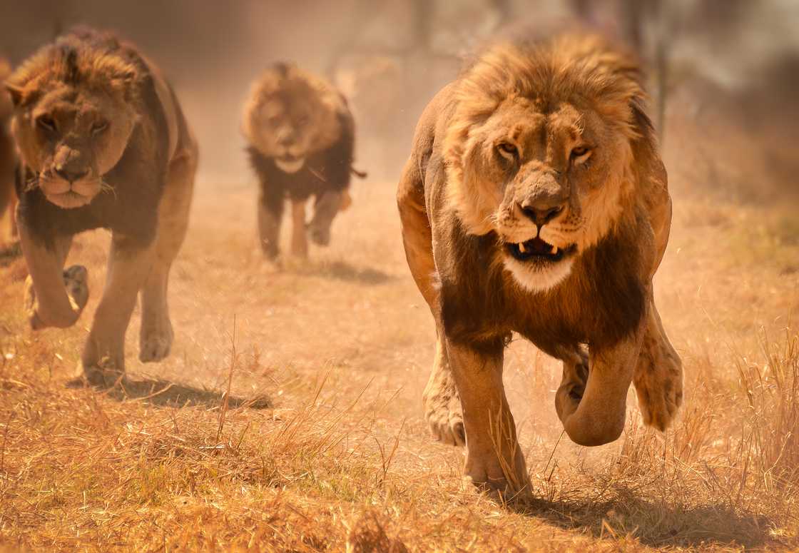 Three male lions running in Zimbabwe. Three male lions running in Zimbabwe.