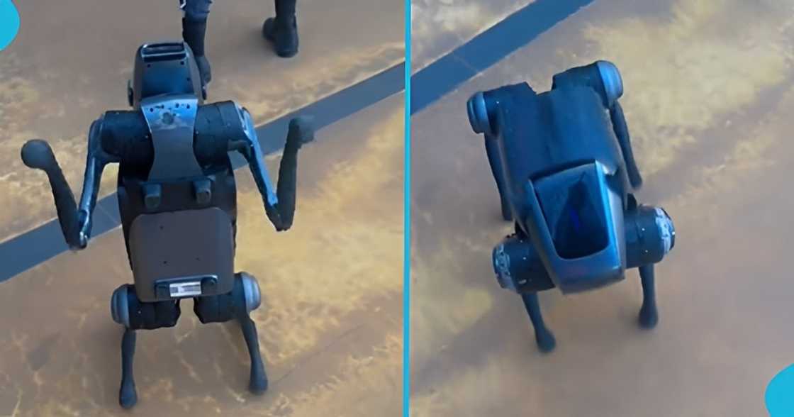 Kim Kardashian, robot dog, spotted in Ghana, netizens, Junction Mall, artificial intelligence Kim Kardashian, robot dog, spotted in Ghana, netizens, Junction Mall, artificial intelligence