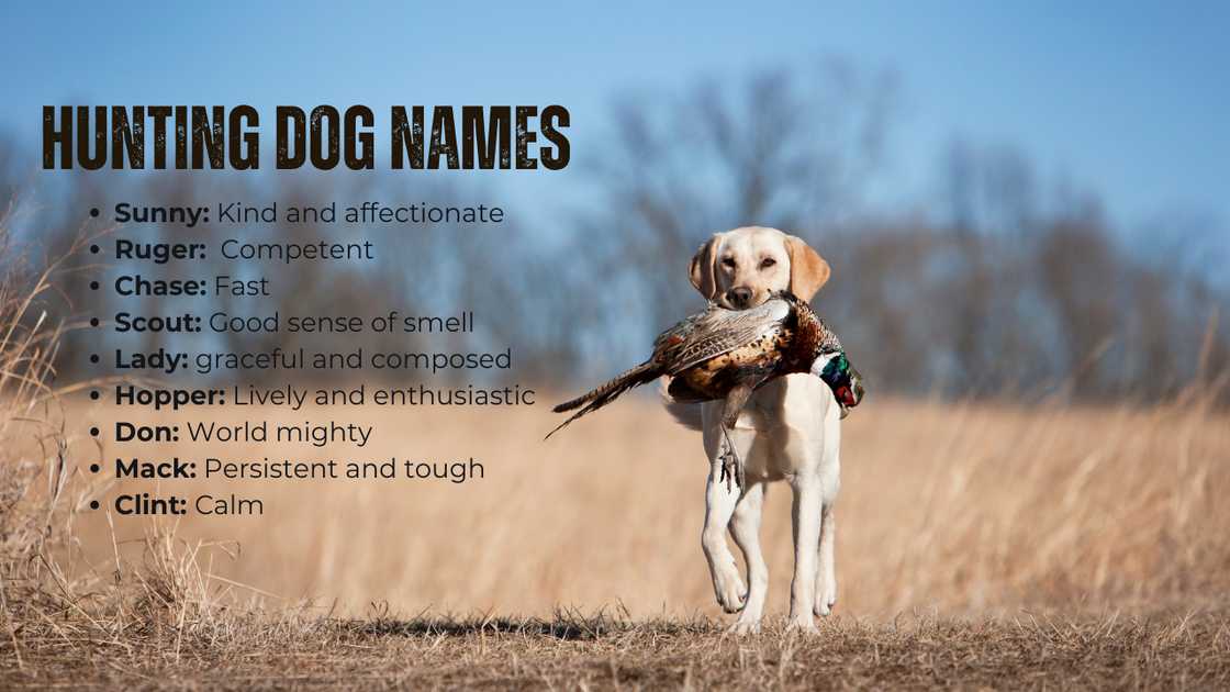 Common names for hunting dogs