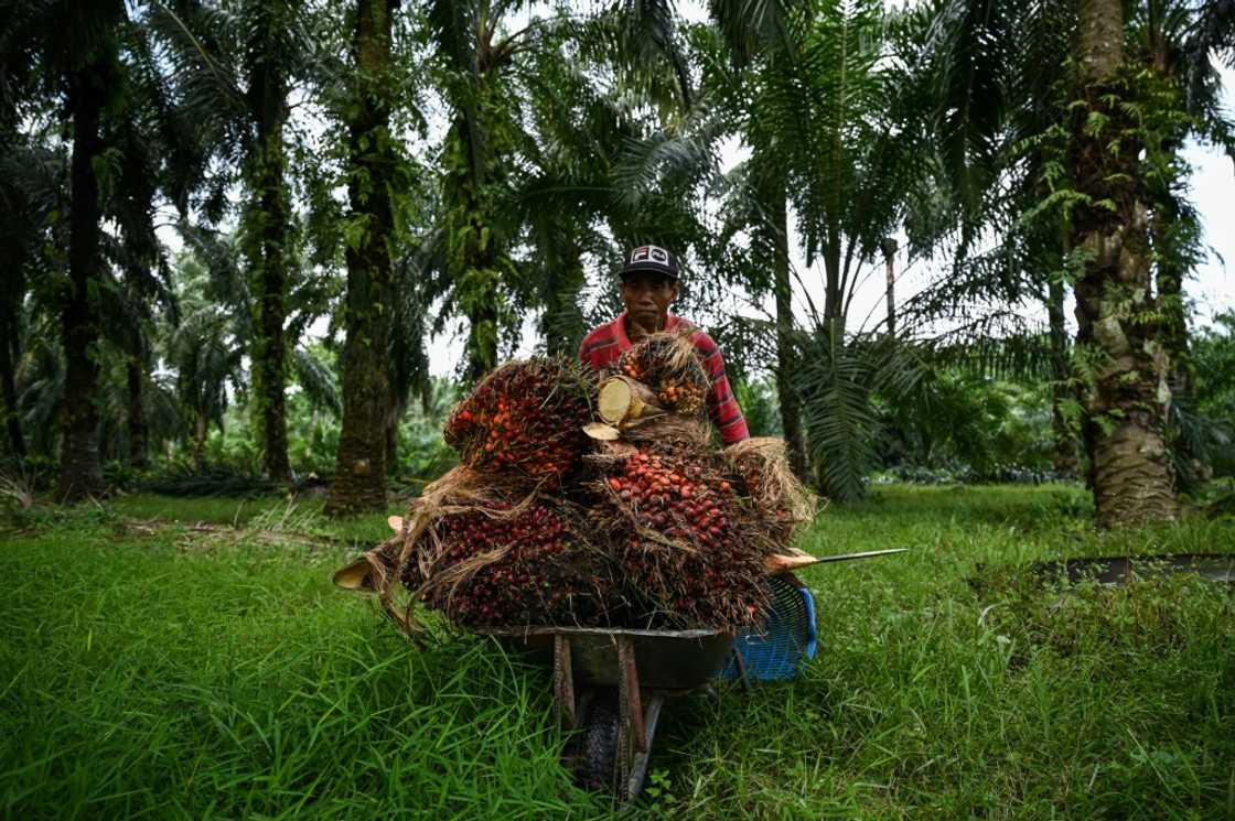 The Malaysian estate owners' association says there is currently a shortage of about 120,000 workers The Malaysian estate owners' association says there is currently a shortage of about 120,000 workers