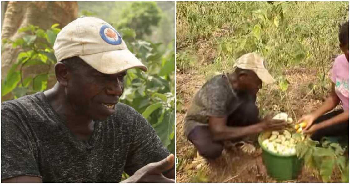 Photo of vegetable farmer