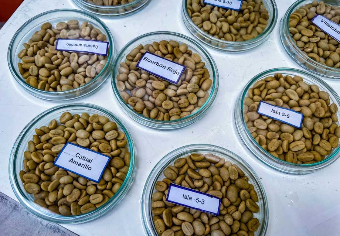 A variety of Cuban specialty coffees are displayed at a coffee improvement center in Jibacoa, Villa Clara province, Cuba