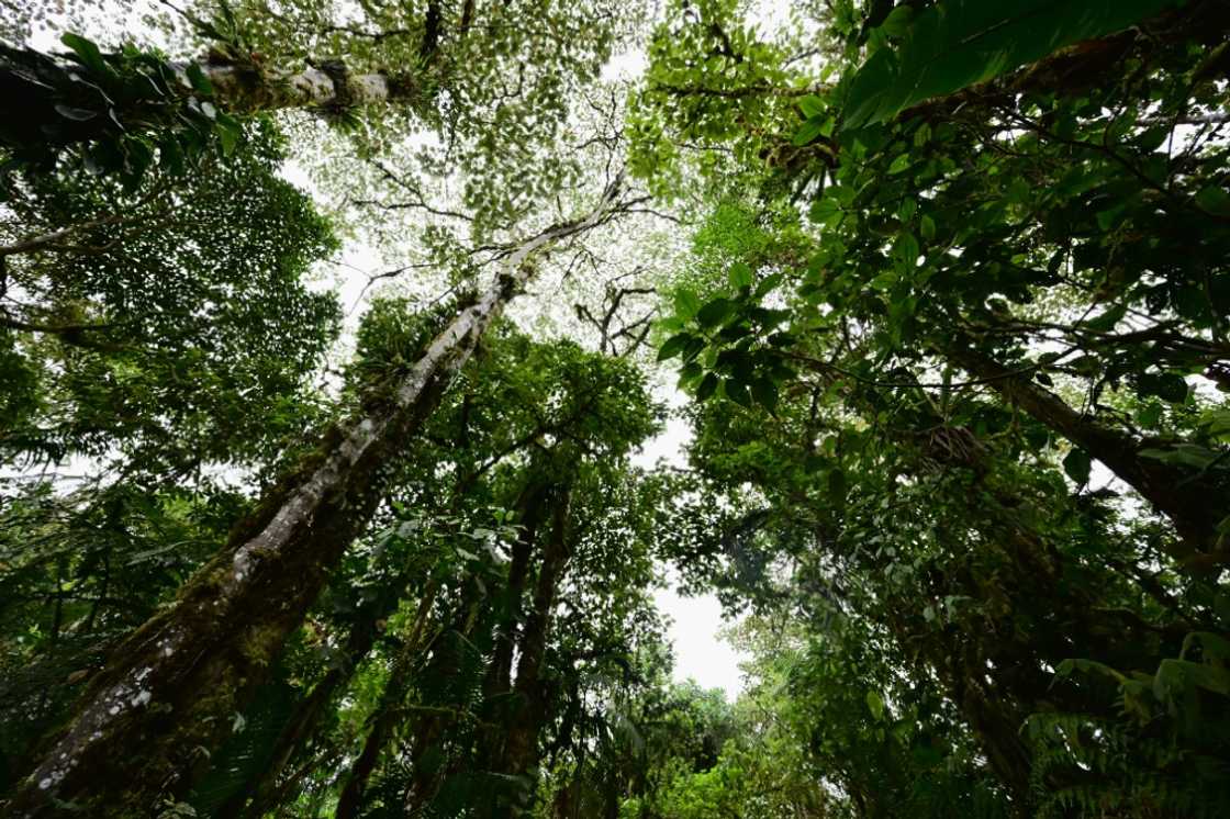 View of the forest at a private lodge in Mindo, Ecuador, taken on August 16, 2024