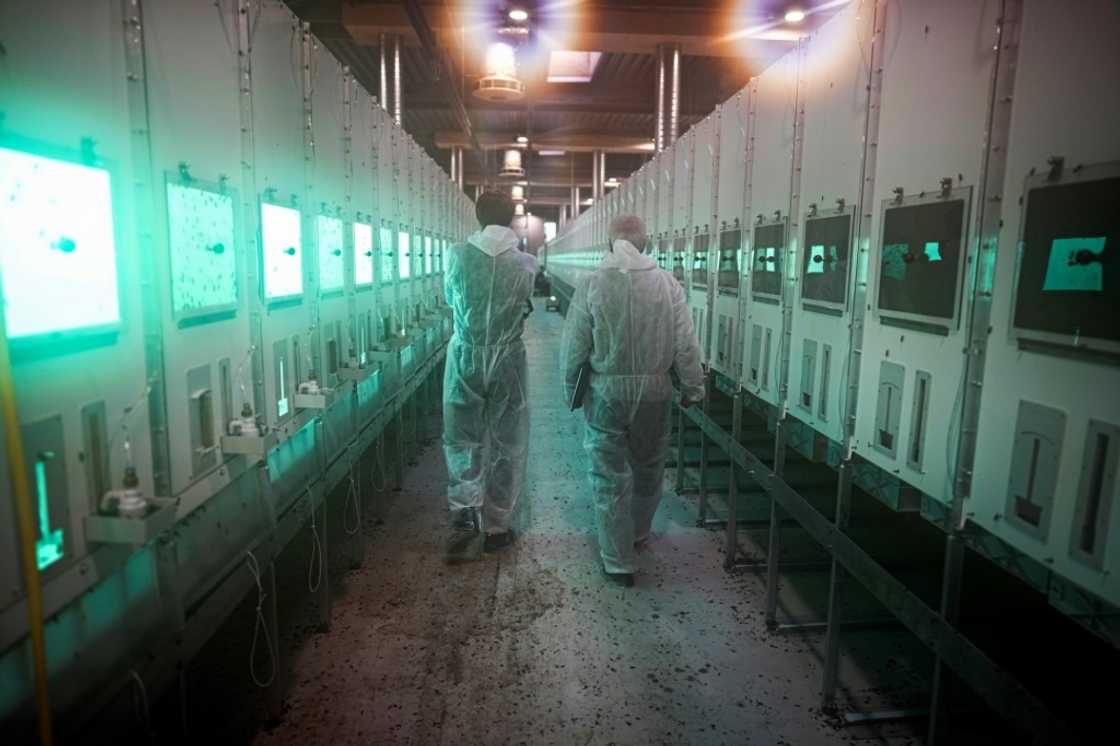 It takes between 40 and 50 days to produce the finished product, which is mainly flour with a protein content of 55 percent It takes between 40 and 50 days to produce the finished product, which is mainly flour with a protein content of 55 percent