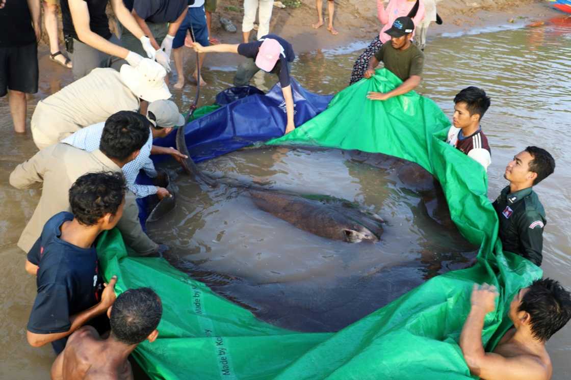 The stingray was more than twice the weight of an average lowland gorilla