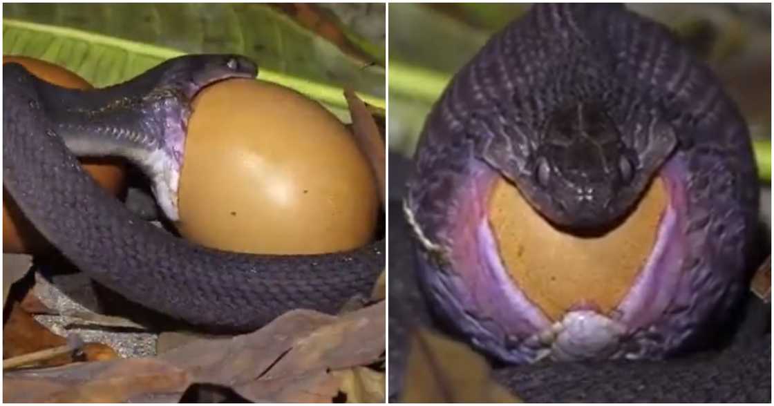 Snake swallows egg whole. Snake swallows egg whole.