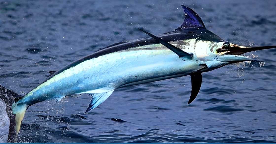 Swordfish jumping out of water