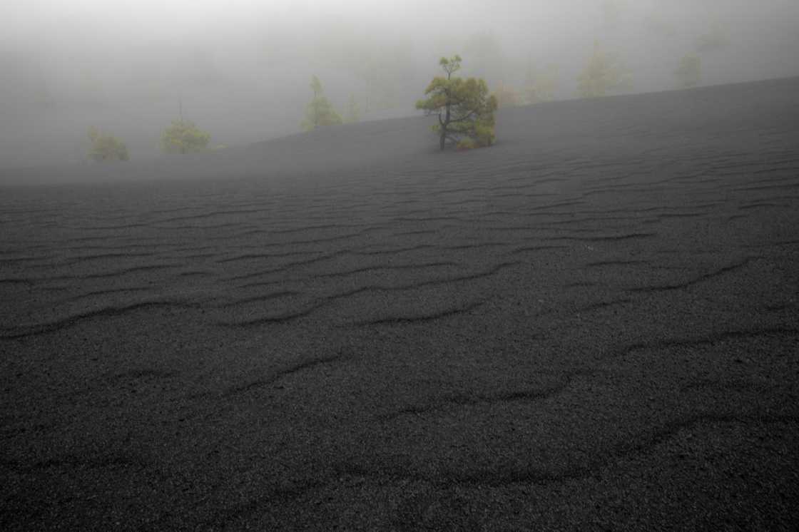 Pine trees emerge from the volcanic ash on a slope of the Tajogaite volcano Pine trees emerge from the volcanic ash on a slope of the Tajogaite volcano
