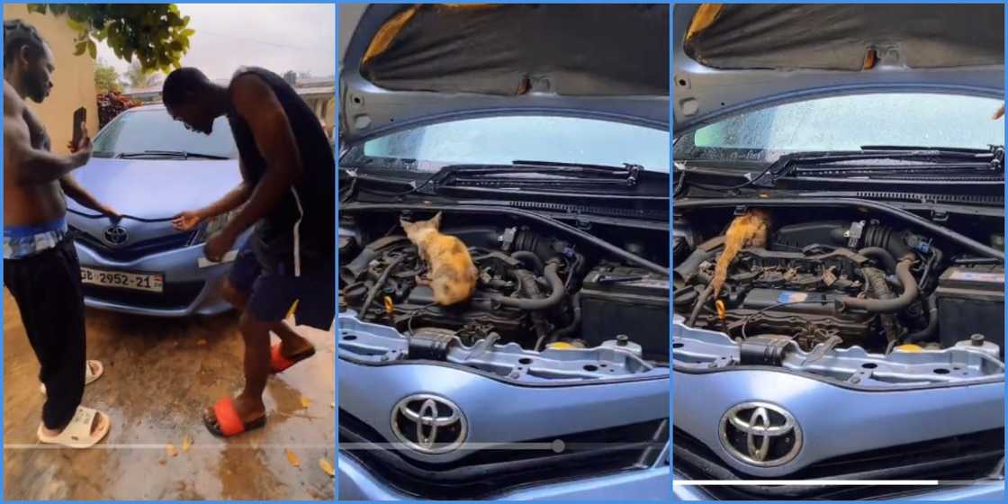 Photo of cat on an engine