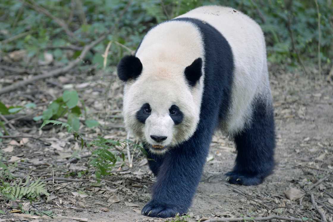 Front view of an adult panda walking on the ground Front view of an adult panda walking on the ground