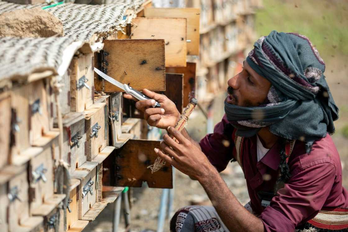 The United Nations say honey plays a "vital role" for Yemen's economy, with 100,000 households dependent on it for their livelihoods