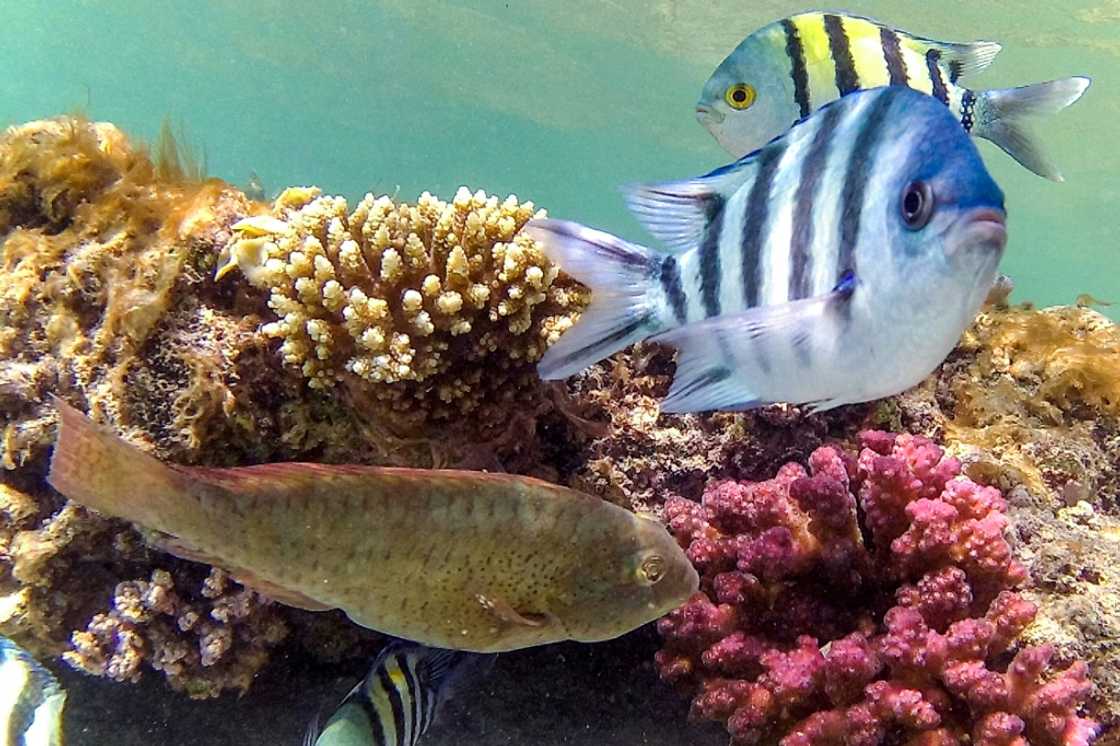 Sergeant major fish, so called because of their stripes swim by a coral reef off Abu Dabbab Sergeant major fish, so called because of their stripes swim by a coral reef off Abu Dabbab