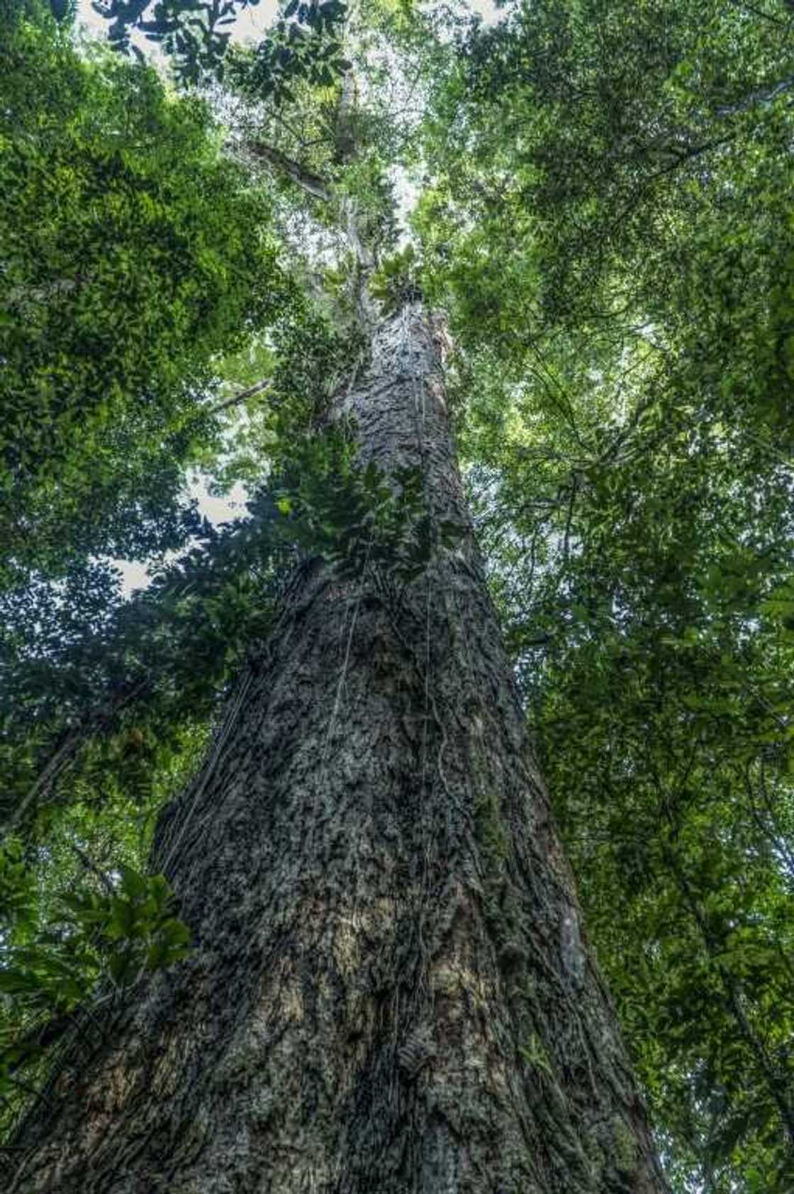 The top of this giant tree juts out high above the canopy in the Iratapuru River Nature Reserve in northern Brazil The top of this giant tree juts out high above the canopy in the Iratapuru River Nature Reserve in northern Brazil