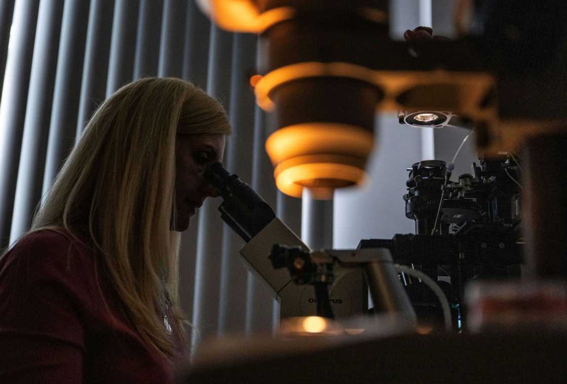 Scientist Anneke Walters sorts through oocytes -- cells in the ovaries -- being prepared for genetic modification Scientist Anneke Walters sorts through oocytes -- cells in the ovaries -- being prepared for genetic modification