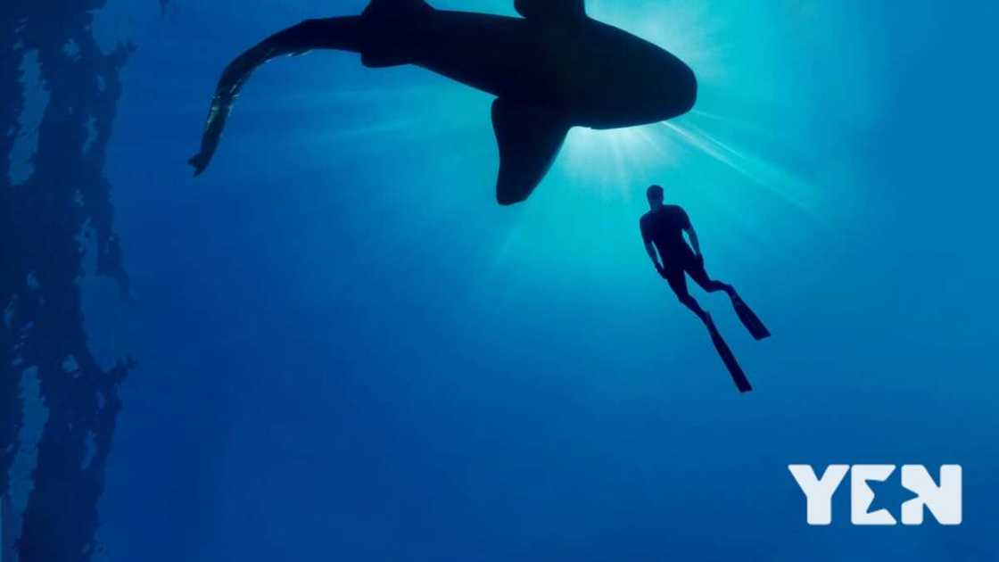 Shark with Steve Backshall