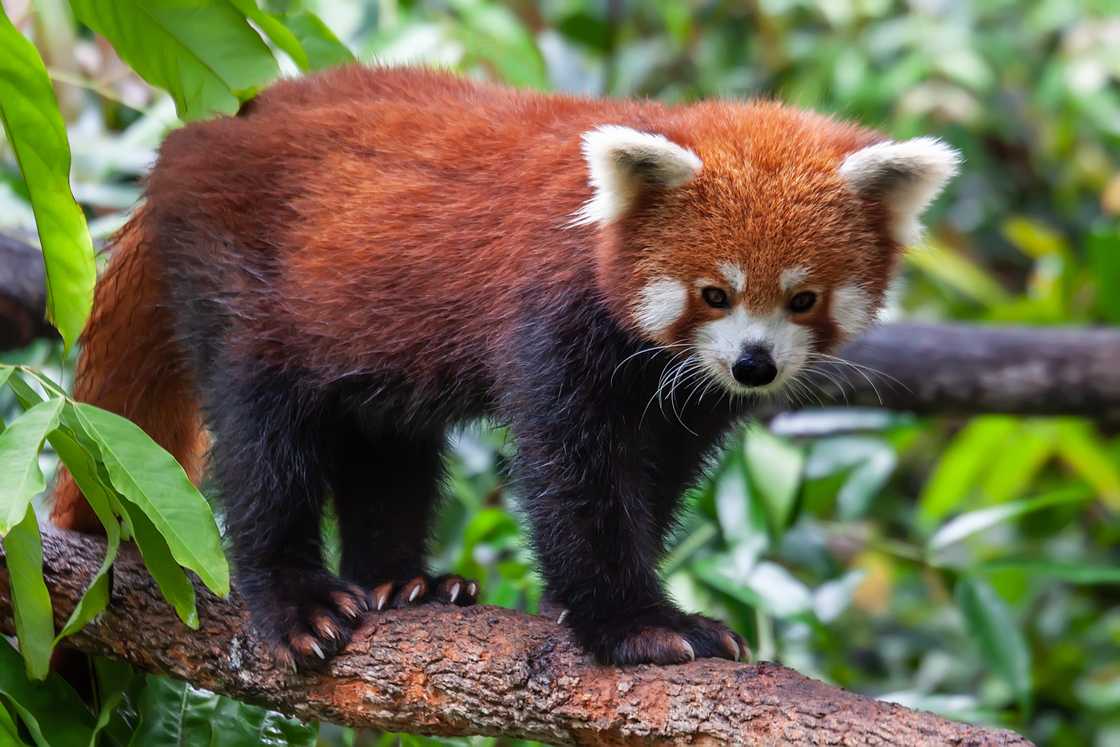 A red panda stands on a tree branch A red panda stands on a tree branch