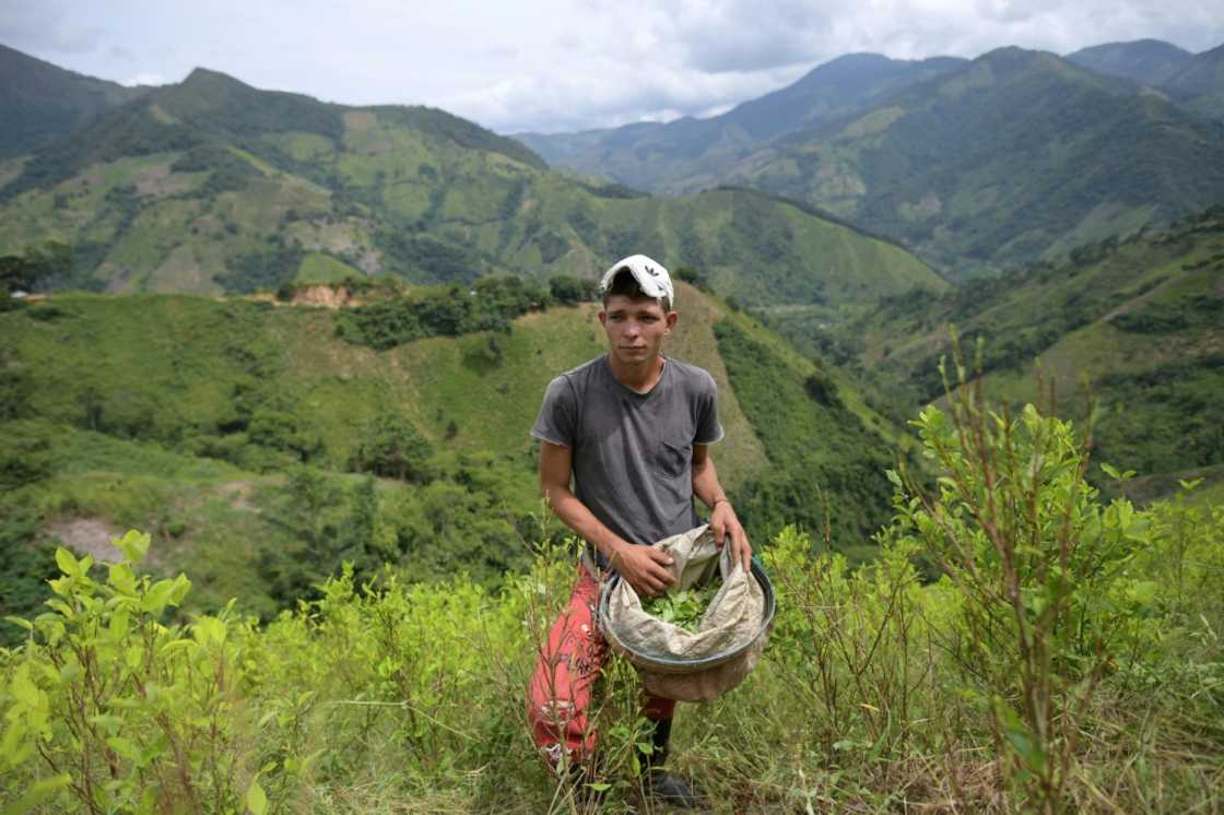 Former FARC guerrilla fighter Eiber Andrade harvests coca leaves to make ends meet Former FARC guerrilla fighter Eiber Andrade harvests coca leaves to make ends meet