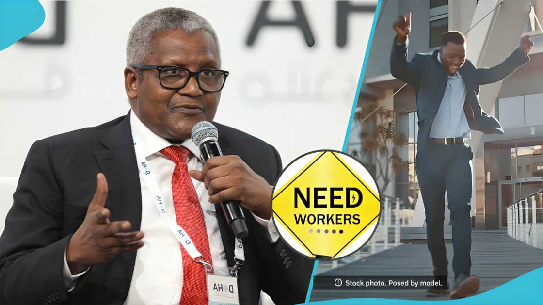 Alico Dangote, people, vacancy, job opening, education, jobs available in Tanzania, Zambia, India, Nigeria, unemployment