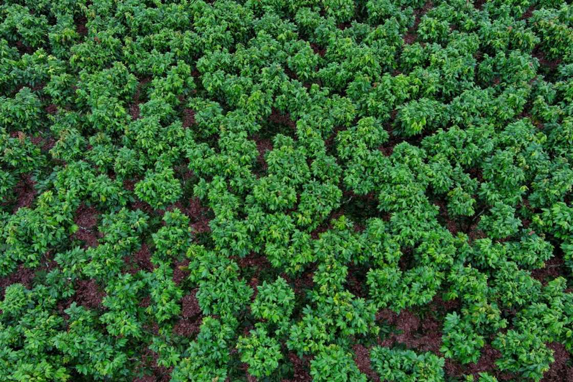 After the Ivory Coast and Ghana, Ecuador is the world's third-largest cocoa grower, producing some 420,000 tons a year