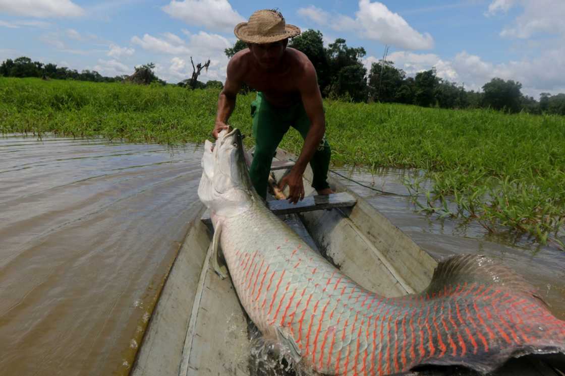 A fisherman pulls a large pirarucu from the water at a protected reserve in Amazonas State, Brazil in October 2019 A fisherman pulls a large pirarucu from the water at a protected reserve in Amazonas State, Brazil in October 2019