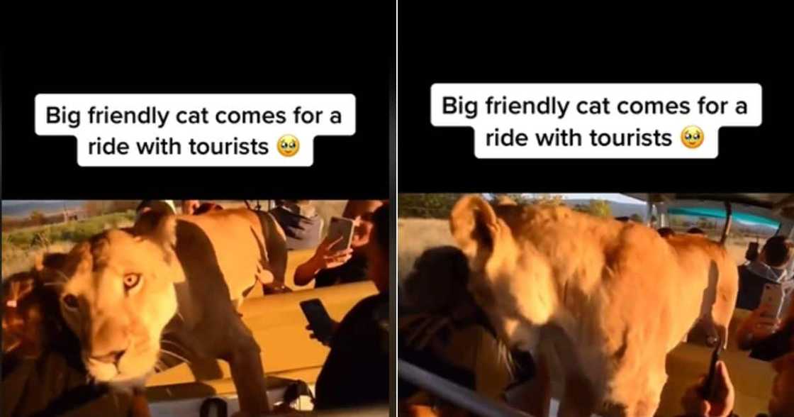 Lions leaps into Safari car full of tourists