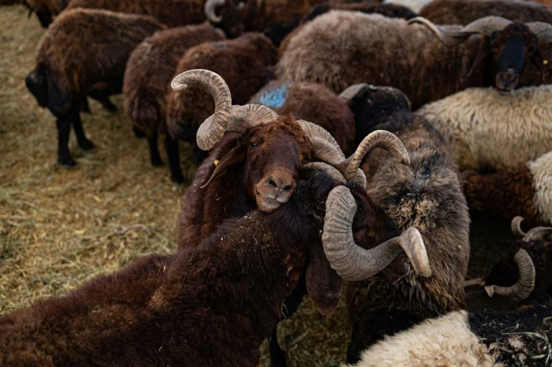 Animals are sacrificed in the name of Allah, with the meat traditionally shared with the poor, friends and neighbours Animals are sacrificed in the name of Allah, with the meat traditionally shared with the poor, friends and neighbours