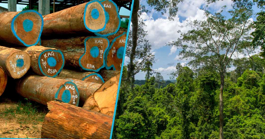 Timber Millers Warn Of Imminent Collapse Of Ghana's Timber Industry Due To Raw Materials Shortage