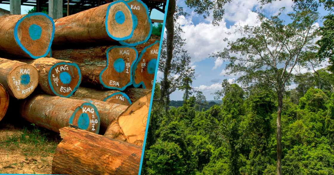 Timber Millers Warn Of Imminent Collapse Of Ghana's Timber Industry Due To Raw Materials Shortage Timber Millers Warn Of Imminent Collapse Of Ghana's Timber Industry Due To Raw Materials Shortage