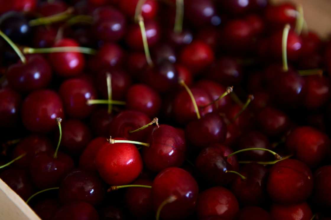 Fruit flies have been attacking cherries in France Fruit flies have been attacking cherries in France