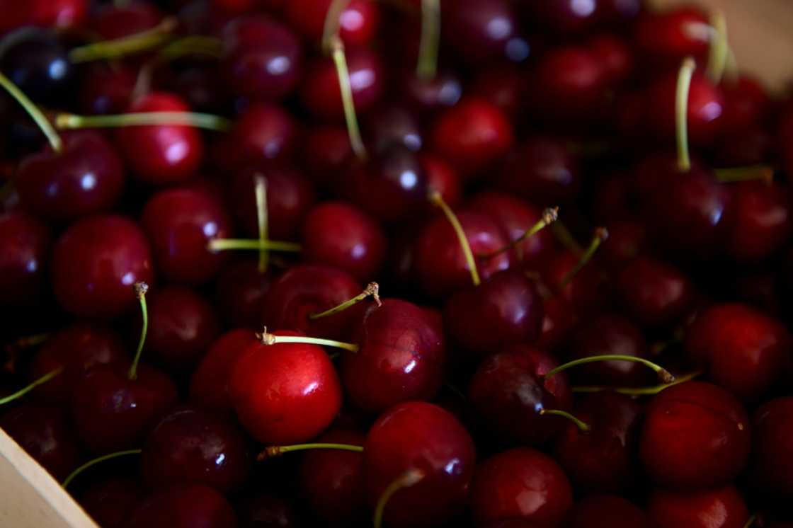 Fruit flies have been attacking cherries in France