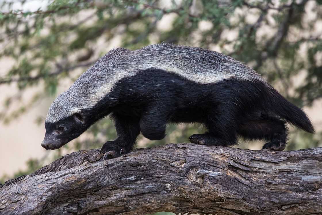 Honey badger (Mellivora capensis) in Kgalagadi Transfrontier Park, South Africa. Honey badger (Mellivora capensis) in Kgalagadi Transfrontier Park, South Africa.