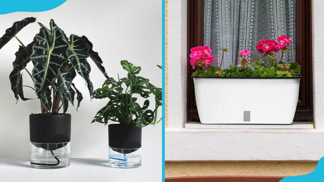 Self-watering planters Self-watering planters