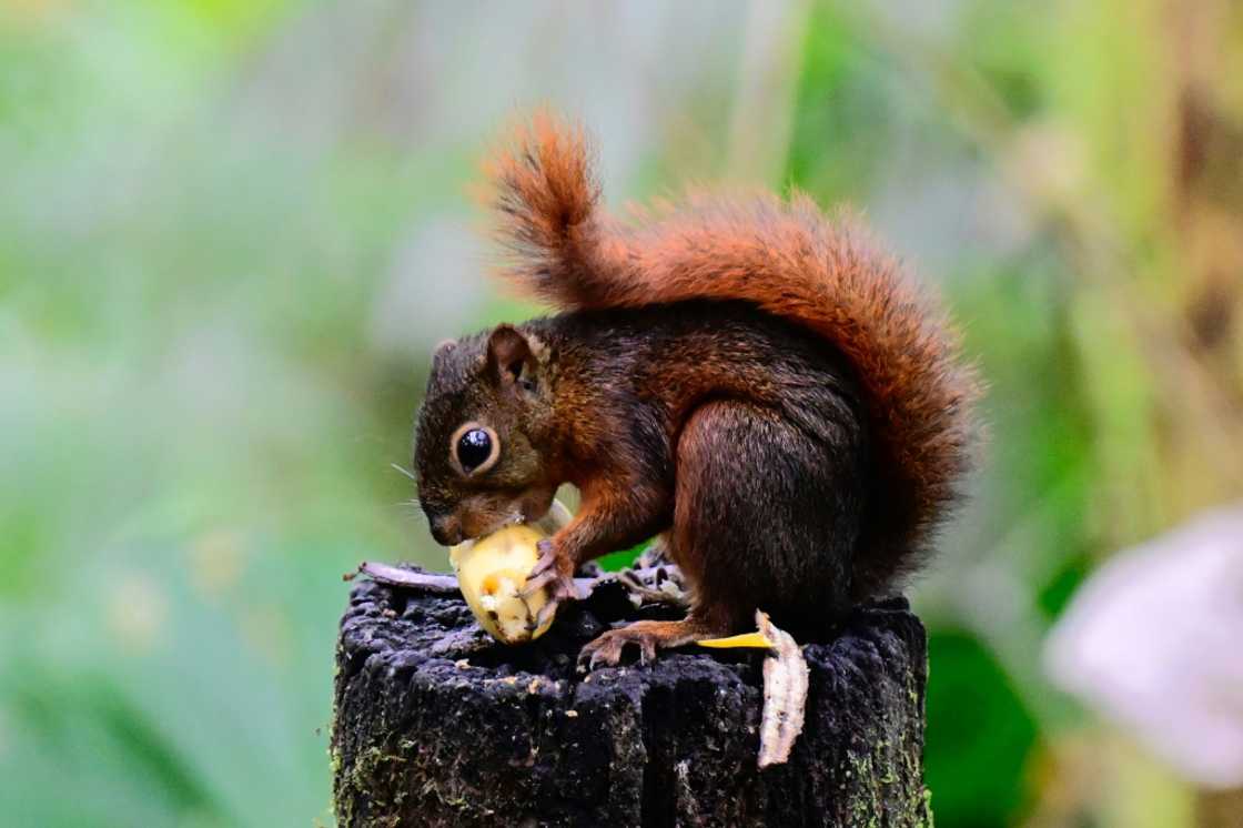 A red-tailed squirrel (Sciurus granatensis) is pictured at a private sanctuary in Mindo, Ecuador on August 16, 2024