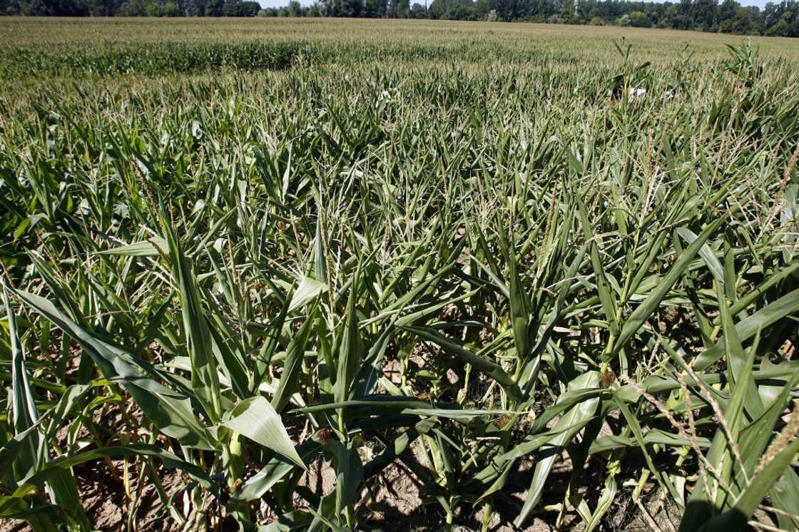 Agrochemical companies have long developed seeds designed to thrive in particular local conditions Agrochemical companies have long developed seeds designed to thrive in particular local conditions