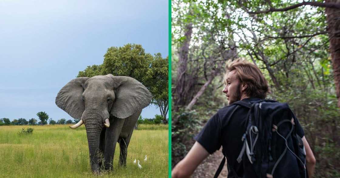 A TikTok video shows two men being chased by an elephant, and people were left in laughter. A TikTok video shows two men being chased by an elephant, and people were left in laughter.