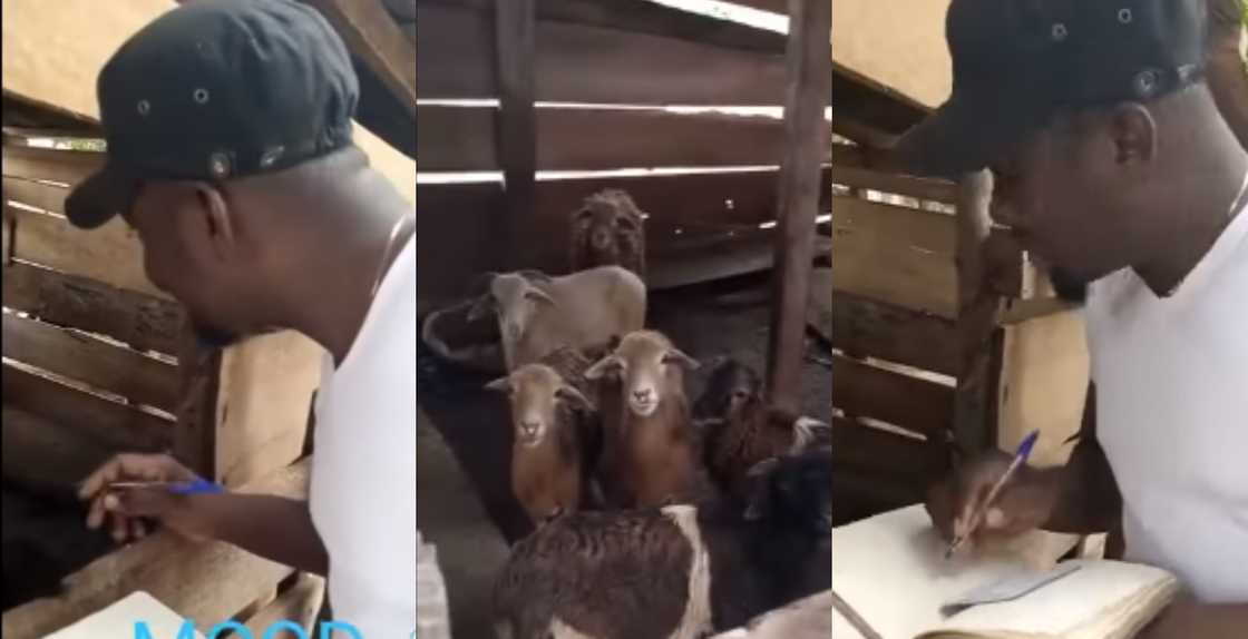 Funny: Man Marking Register for his Goats gets Many Laughing Their Hearts out Funny: Man Marking Register for his Goats gets Many Laughing Their Hearts out