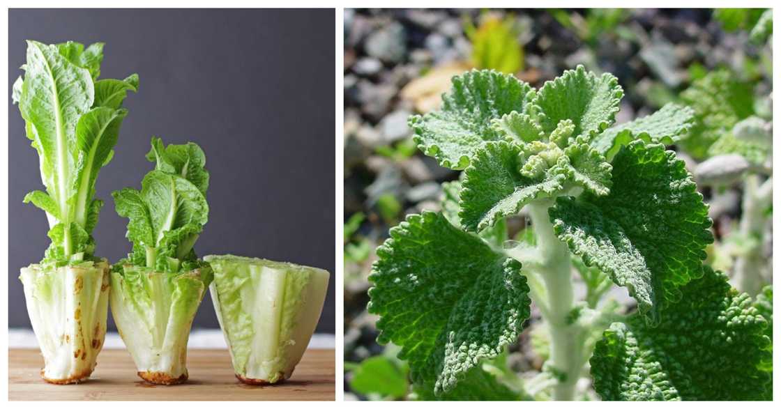 spices in the Bible and their uses spices in the Bible and their uses