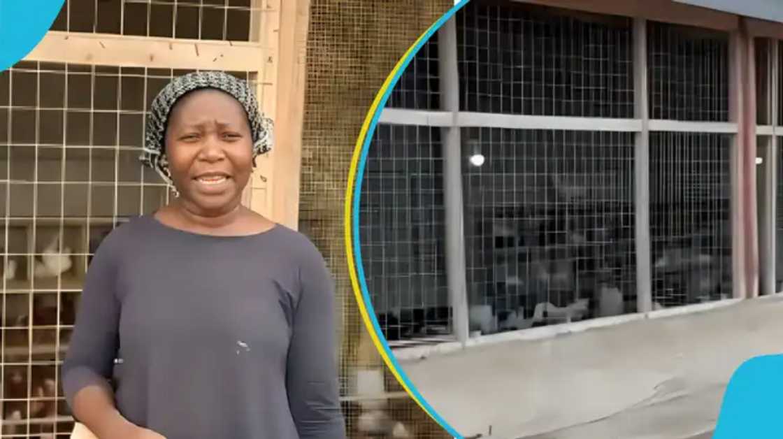 Ghanaian abroad, Ghanaian in Europe, Ghana man, return home, farming in Ghana, Farmer.