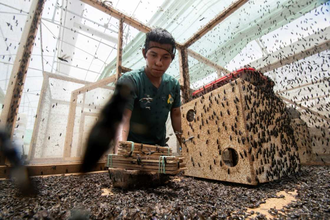 A worker collects black soldier fly (Hermetia illucens) larvae at the production plant in Guapiles, Costa Rica A worker collects black soldier fly (Hermetia illucens) larvae at the production plant in Guapiles, Costa Rica