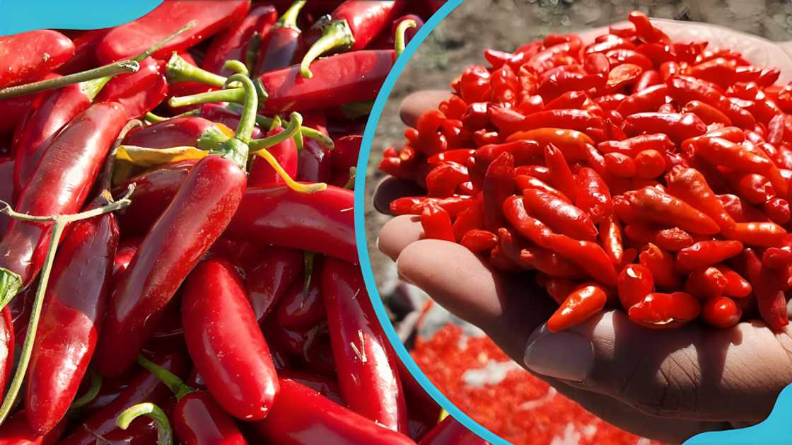 spices in Ghana spices in Ghana