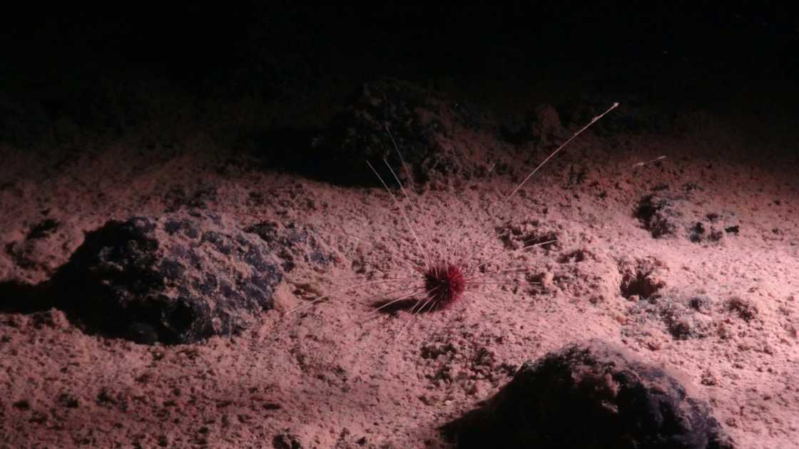 An abyssal urchin Plesiodiadema globulosum, an invertebrate found in the depths of the Clarion-Clipperton Zone (CCZ) in the Pacific Ocean