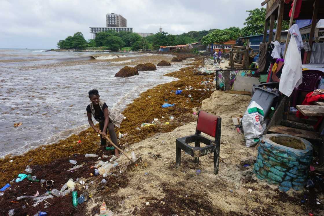 Fishermen say the dead seaweed has been destroying fishing nets and clogging boat engines