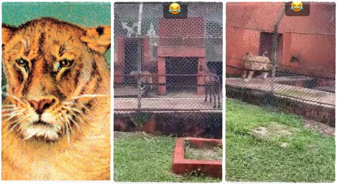 Photos of a lion running from a goat.