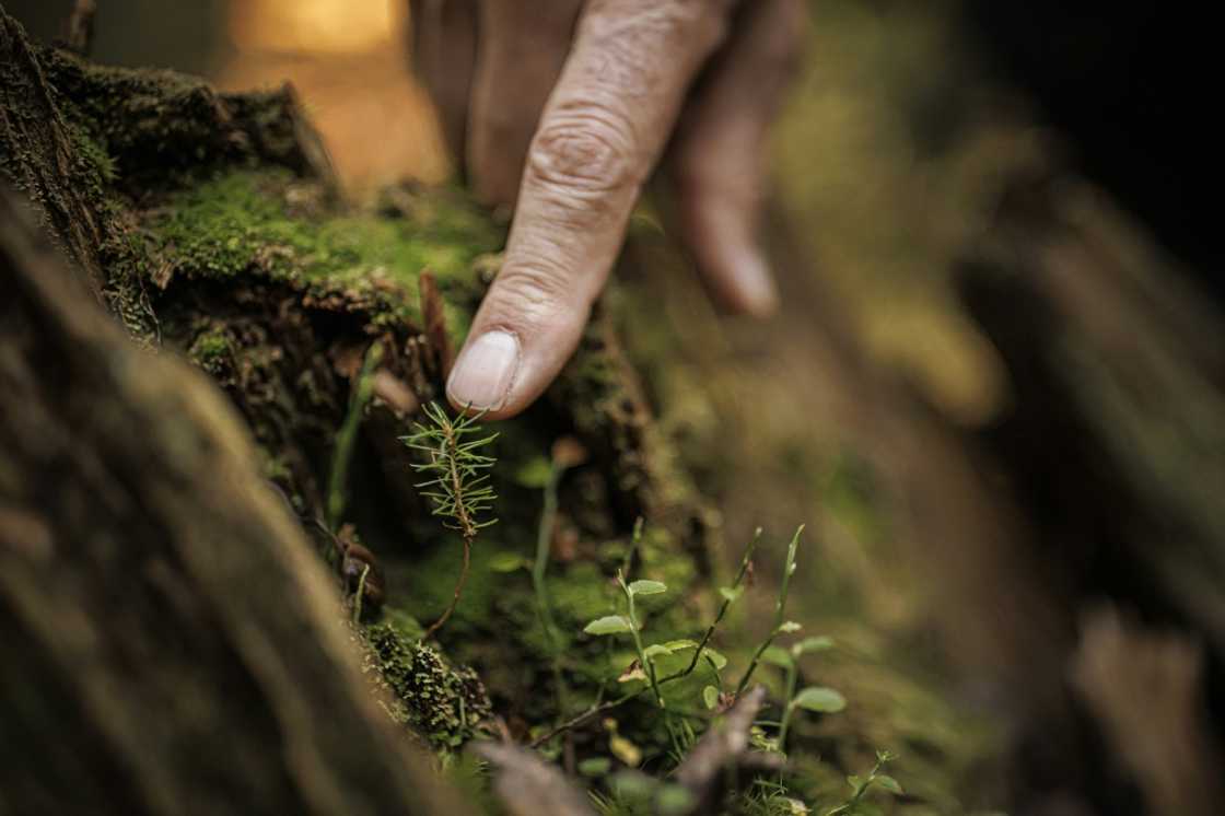 Forest ranger Francois Villard fears the spruce saplings of Risoud will not withstand global warming