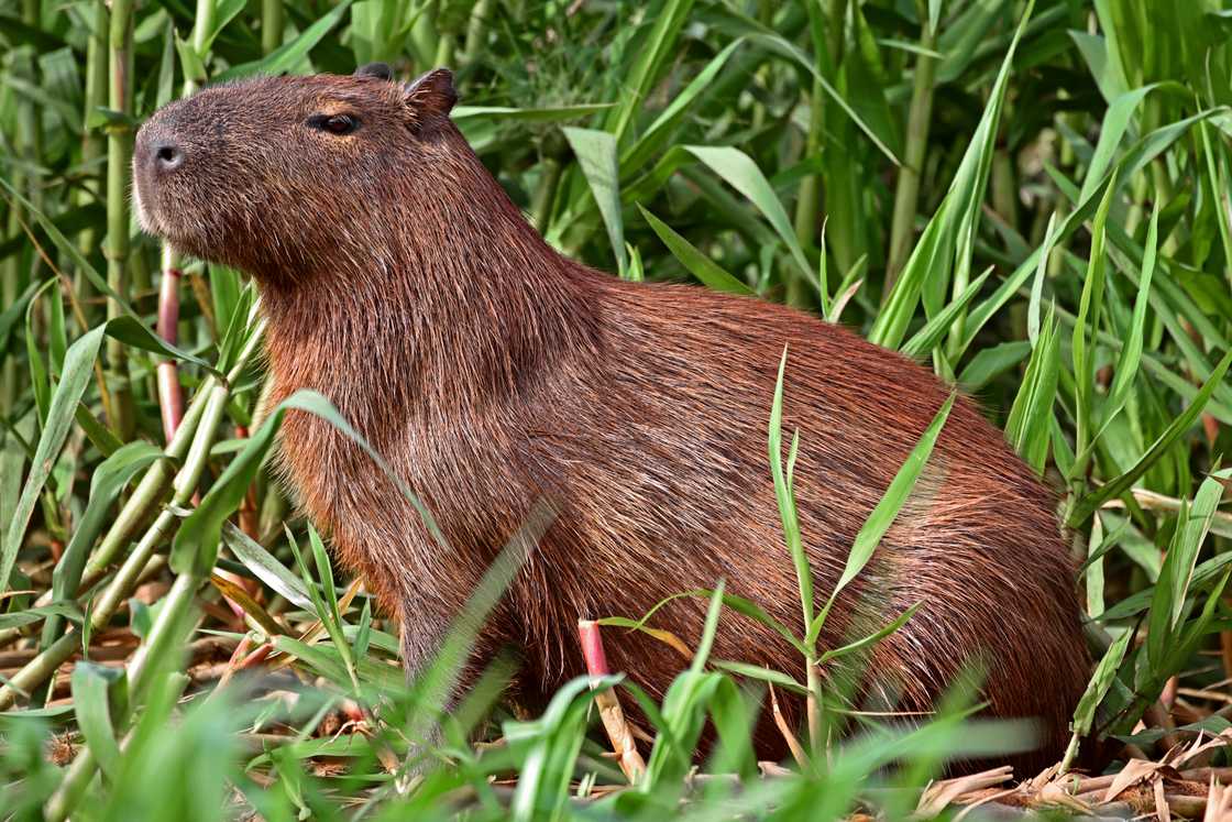 Capybara is on tall grasses Capybara is on tall grasses