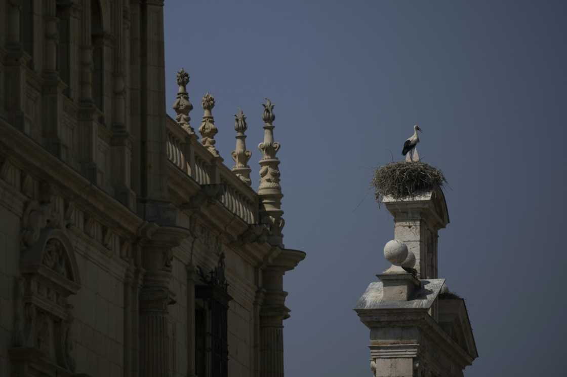 In Alcala de Henares near Madrid white storks have become a symbol of the town because they have become so numerous In Alcala de Henares near Madrid white storks have become a symbol of the town because they have become so numerous