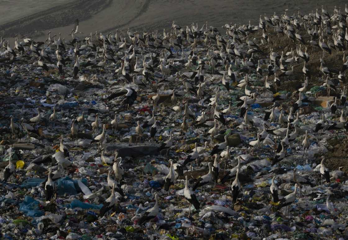 The municipality of Pinto is considering covering its landfill site to prevent storks from swallowing plastic and other potentially harmful items The municipality of Pinto is considering covering its landfill site to prevent storks from swallowing plastic and other potentially harmful items